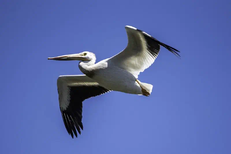 Featured image of post Installing Python Pelican in MacOS Sequoia 15.4