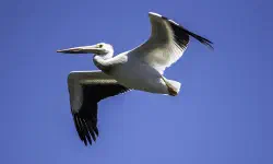 Featured image of post Review of Pelican