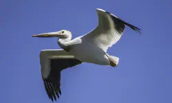 Featured image of post Review of Pelican