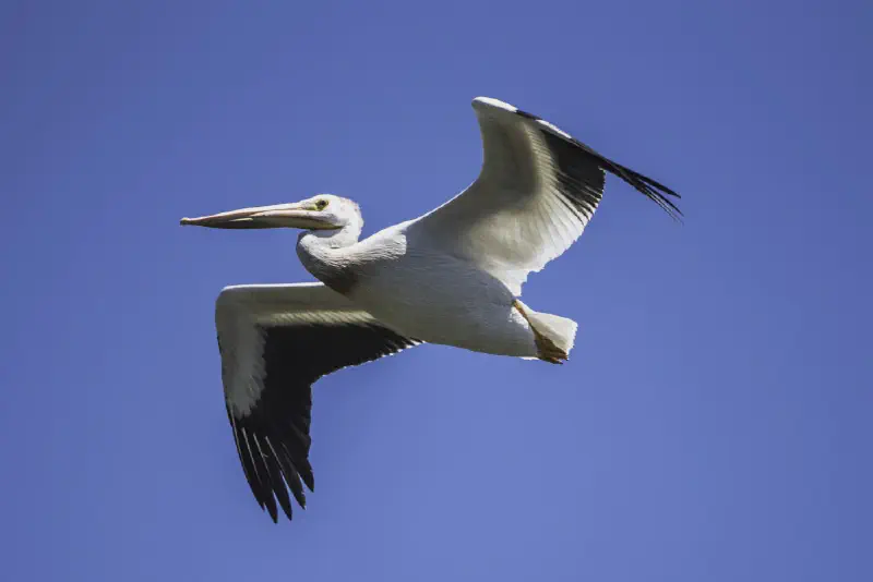 Featured image of post Review of Pelican